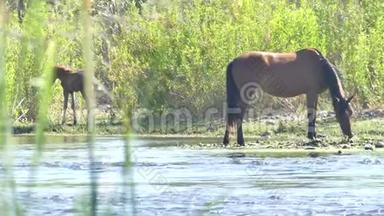 亚利桑那州，盐河，一匹野马和小马在盐河岸边吃喝